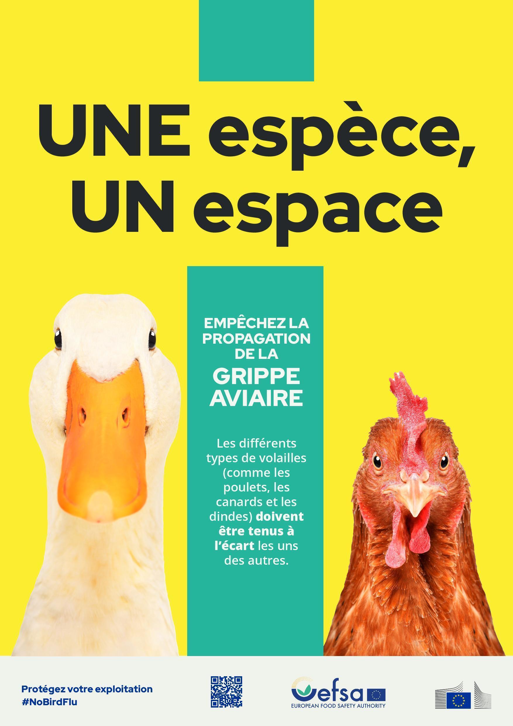 Grippe aviaire 2