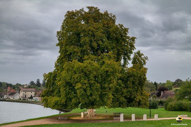Arbre remarquable