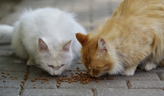 Chats errants
